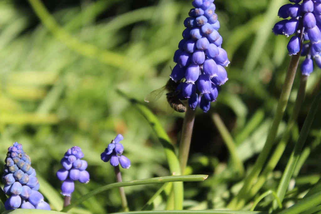 Blue Hyacinth Cluster Petals warm Bee