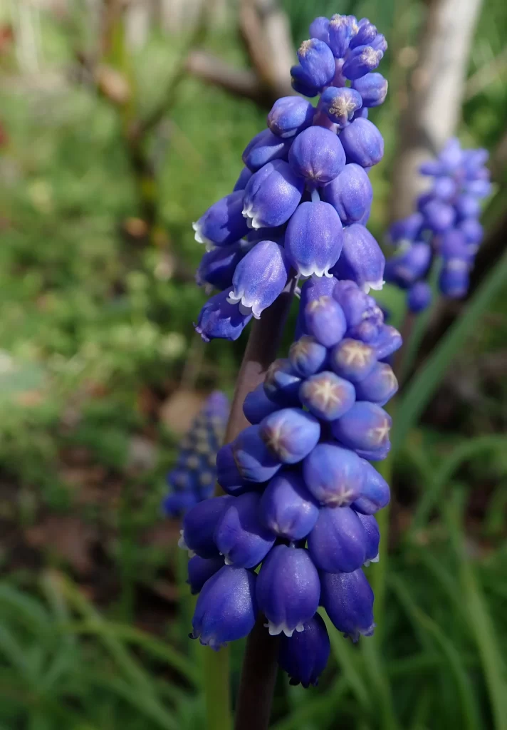Blue Hyacinth Cluster Petals gray Greenery