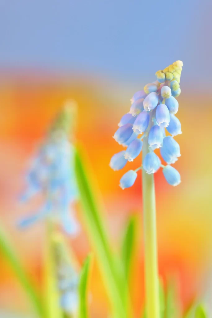 Blue Hyacinth Cluster Petals Green Stalks