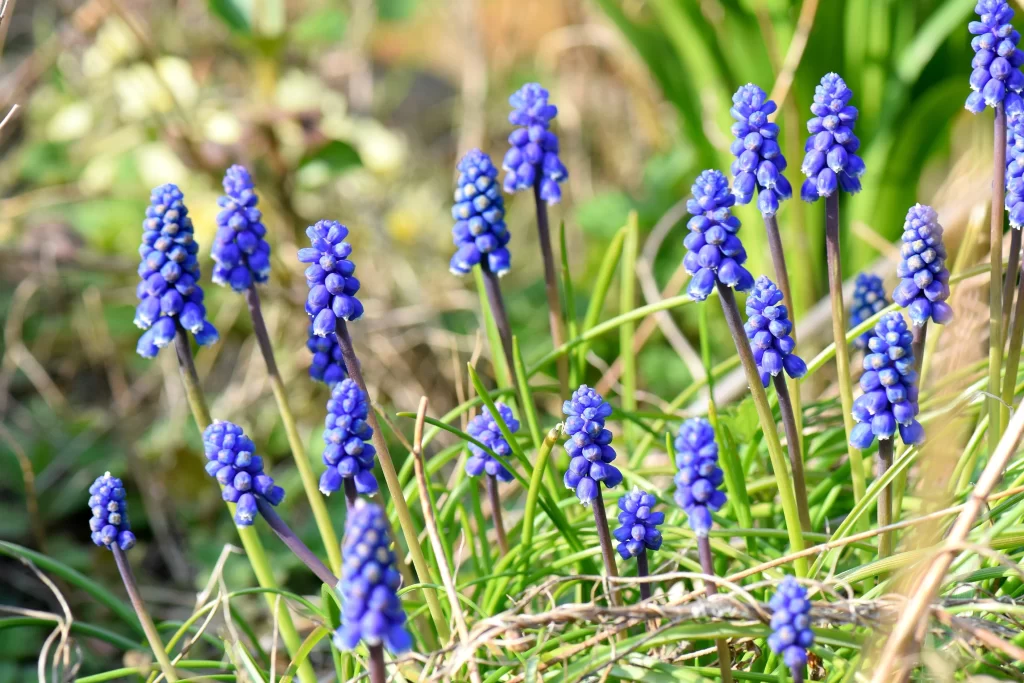 Blue Hyacinth Cluster Petals Stalks Greenery
