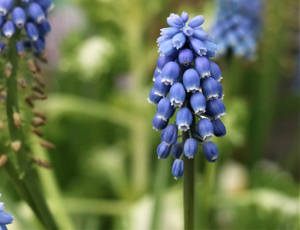 Blue Hyacinth Cluster Petals warm Greenery