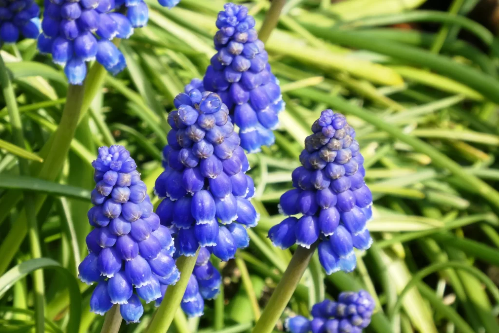Blue Hyacinth Cluster Petals gray Greenery