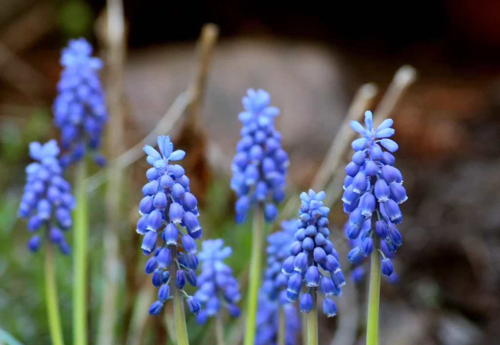 Blue Hyacinth Cluster Petals Stalks Nature
