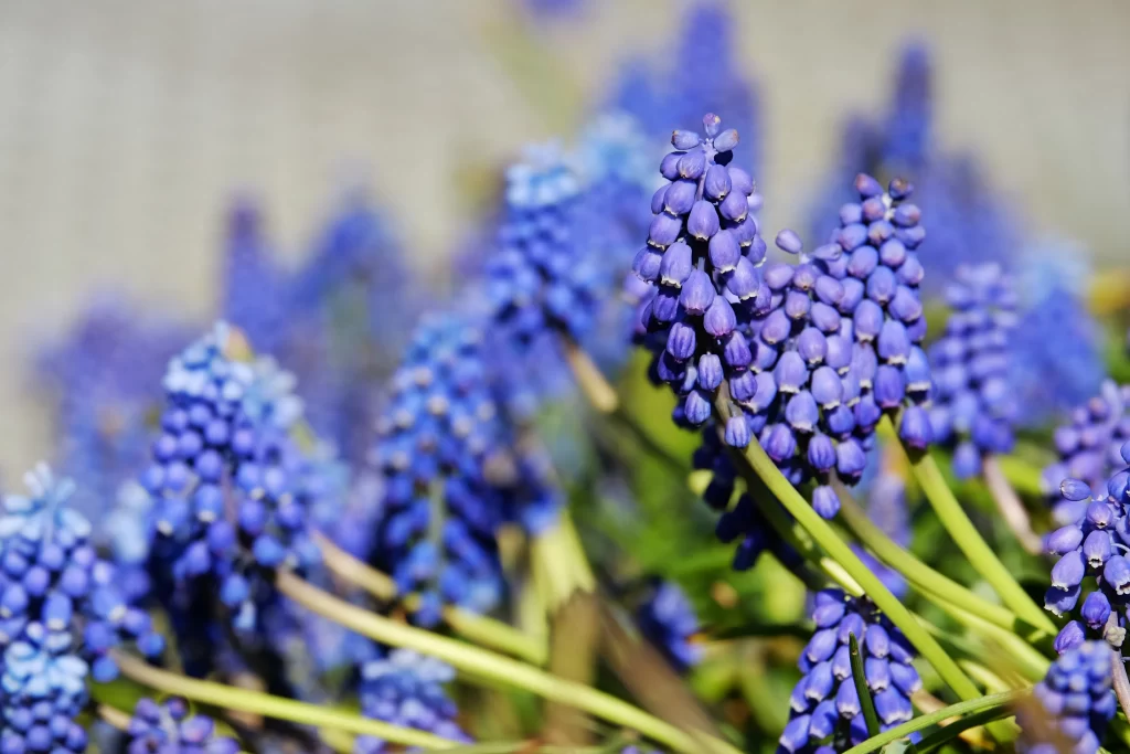 Blue Hyacinth Cluster Petals Dense Green