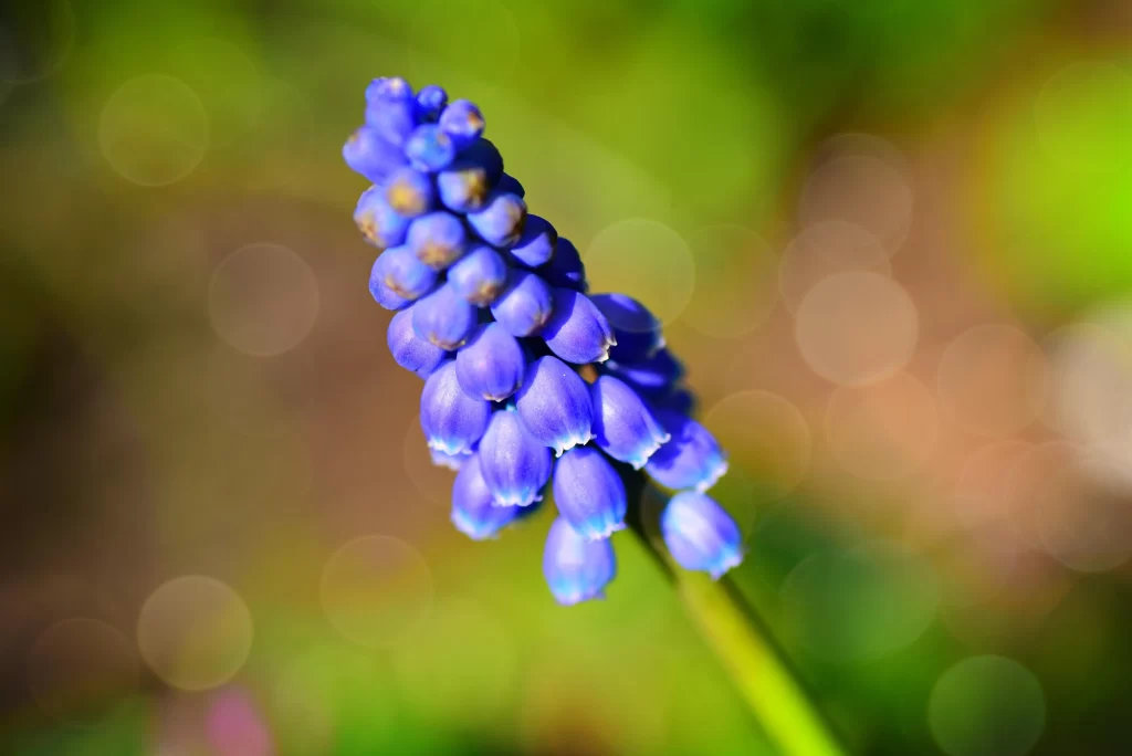 Blue Hyacinth Cluster Petals Green warm Background