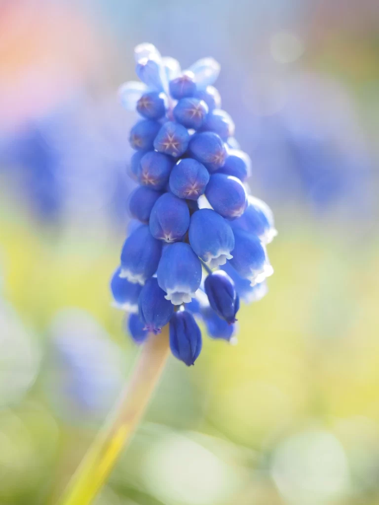 Blue Hyacinth Cluster Petals Vibrant Nature