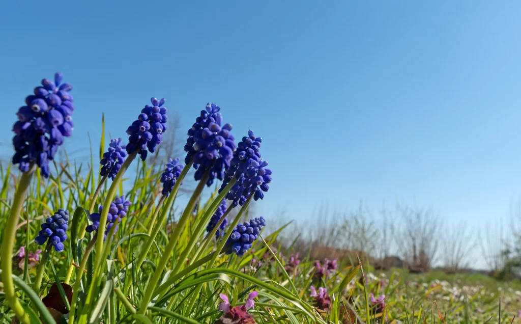 Blue Hyacinth Cluster Petals Greenery Clear Sky