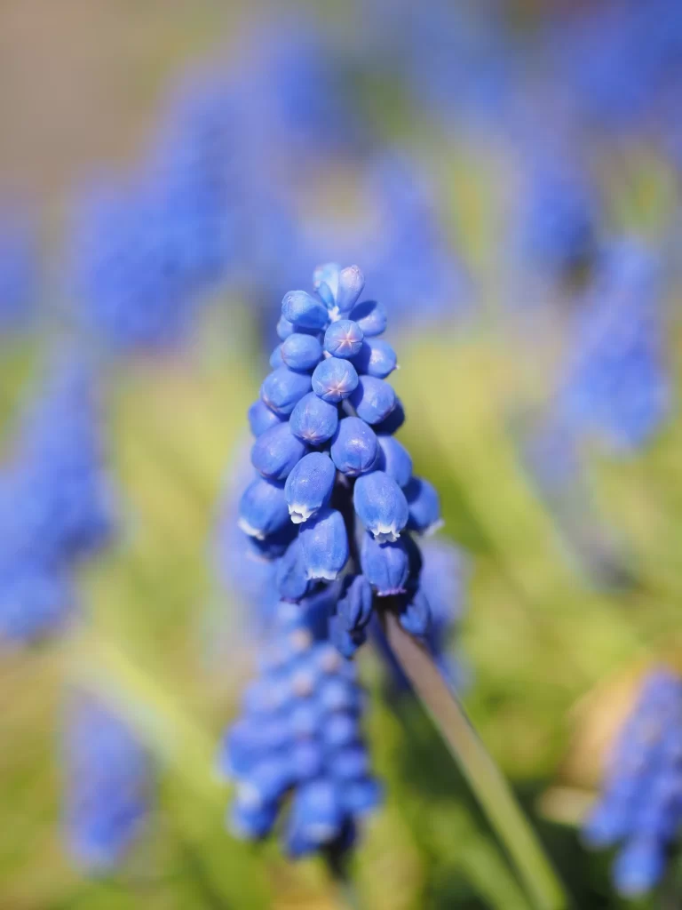 Blue Hyacinth Cluster Petals gray Greenery