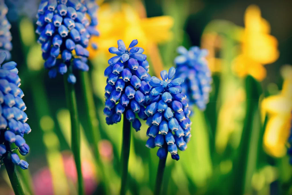 Blue Hyacinth Cluster Petals Green warm Stems