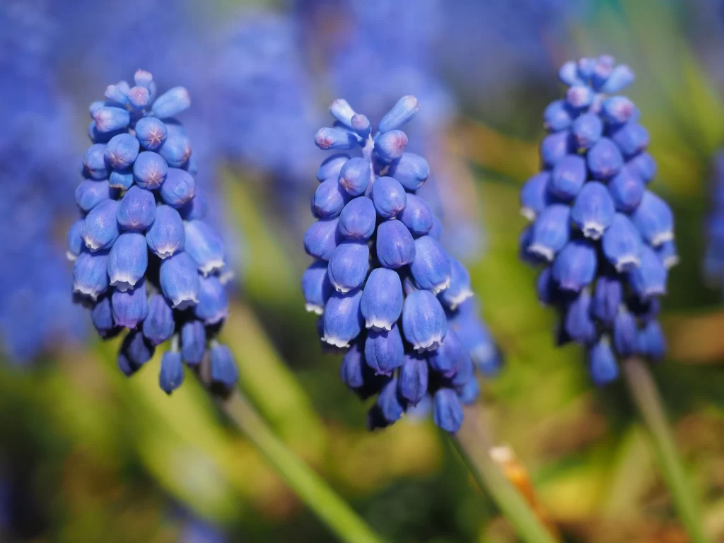 Blue Hyacinth Cluster Petals gray Greenery