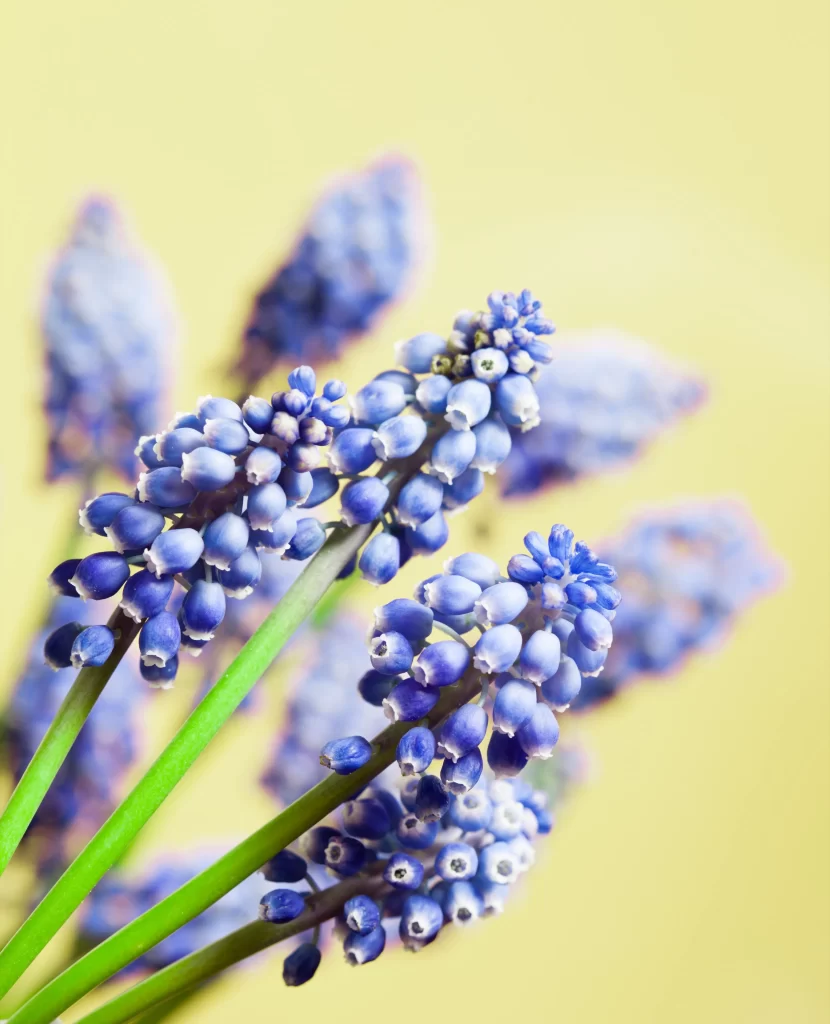 Blue Hyacinth Cluster Petals Green gray Stems
