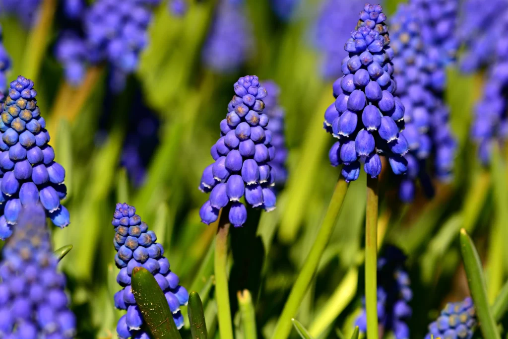 Blue Hyacinth Cluster Petals Green gray Stems