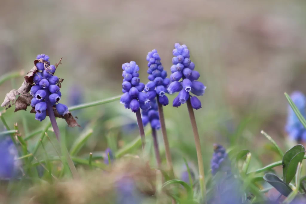 Blue Hyacinth Cluster Petals gray Greenery