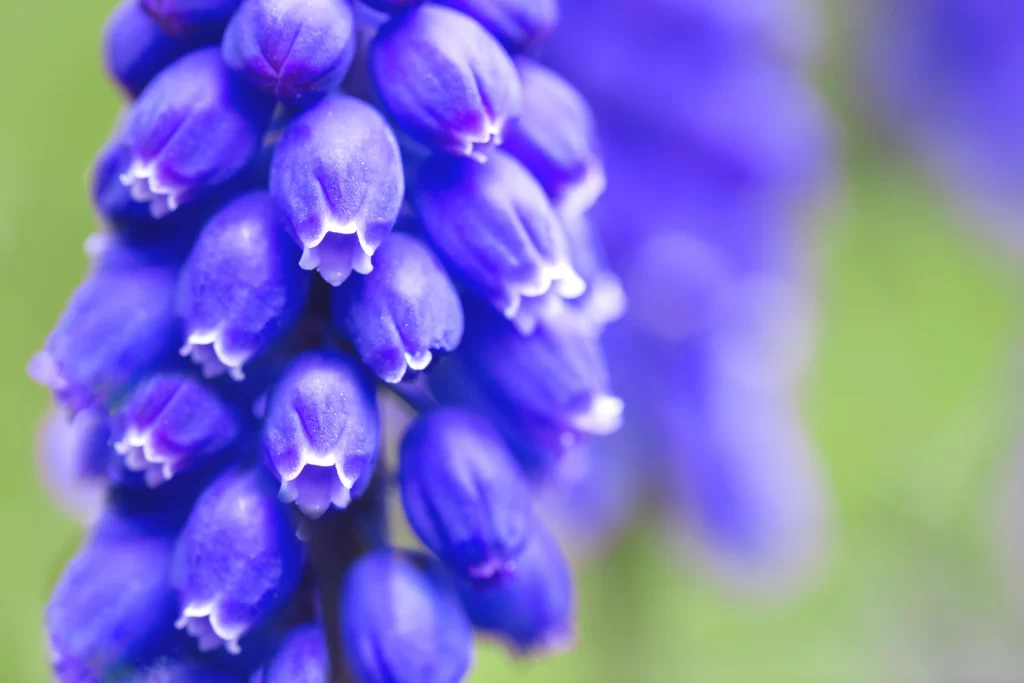Blue Hyacinth Cluster Petals cool Blooming