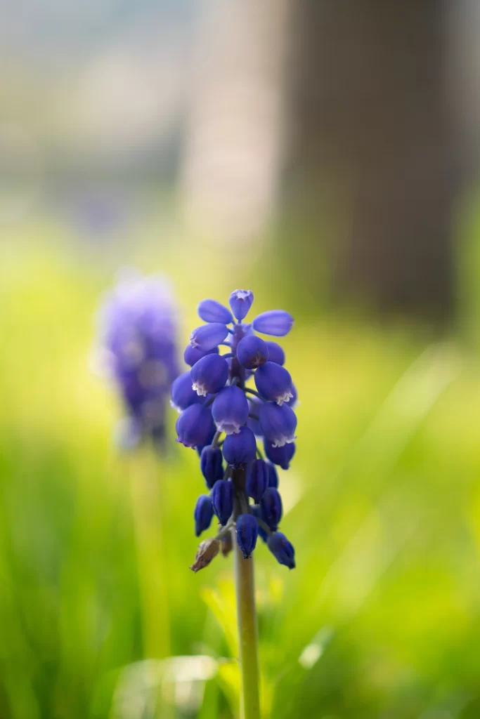 Blue Hyacinth Cluster Petals warm Greenery