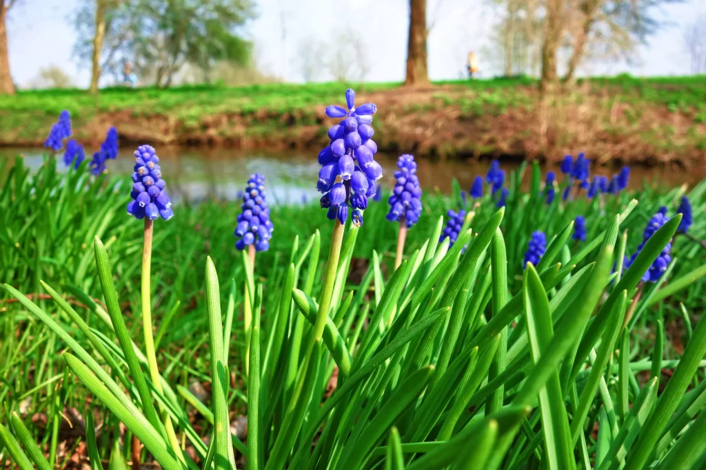 Blue Hyacinth Cluster Petals Green warm Leaves