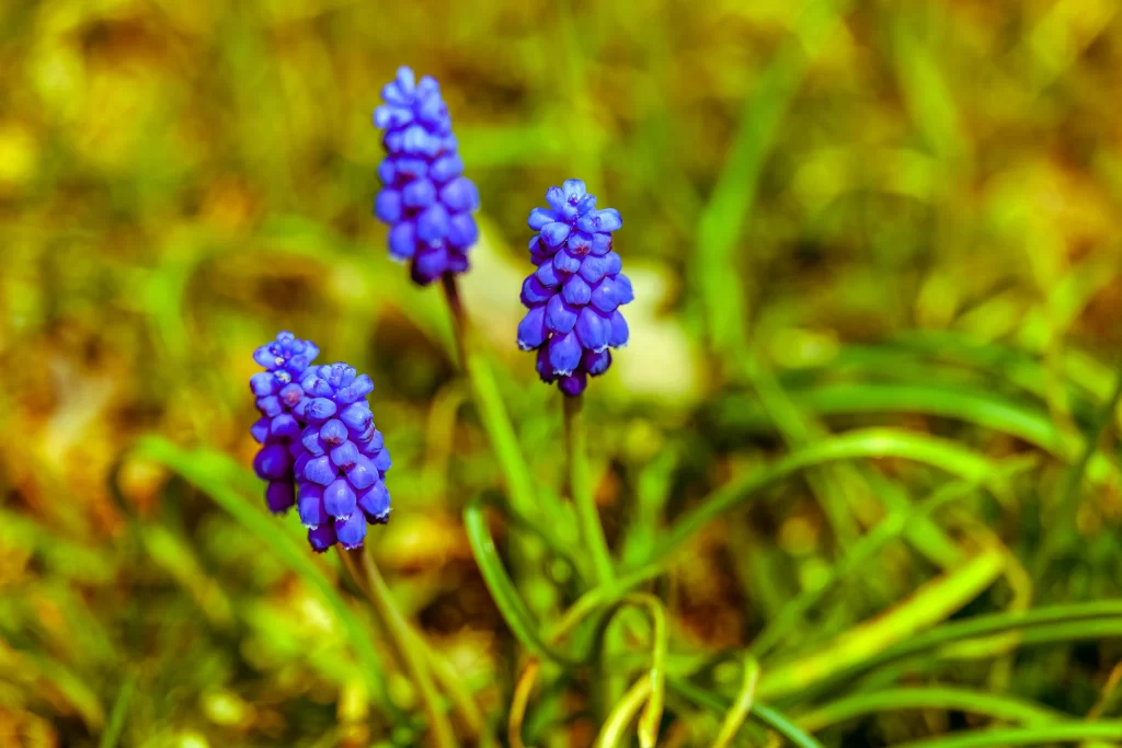 Blue Hyacinth Cluster Petals warm Greenery