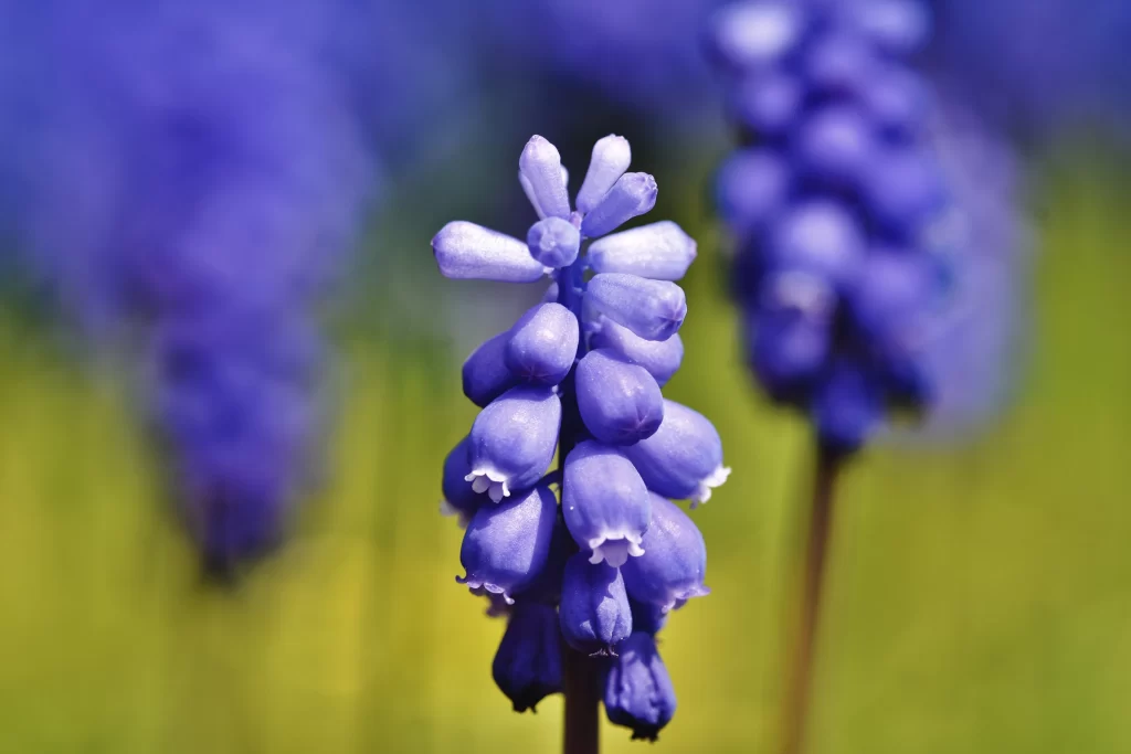 Blue Hyacinth Cluster Petals gray Blooming