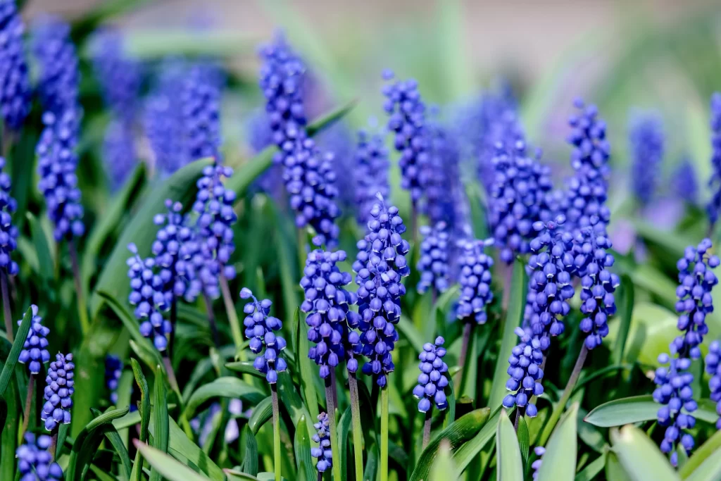 Blue Hyacinth Cluster Petals Green gray Leaves