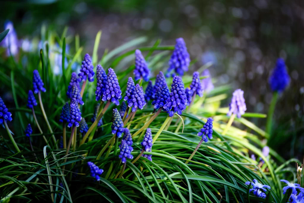 Blue Hyacinth Cluster Petals Green gray Leaves