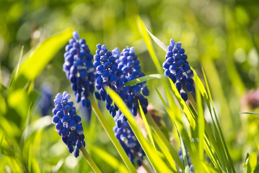 Blue Hyacinth Cluster Petals Greenery warm Sunlight