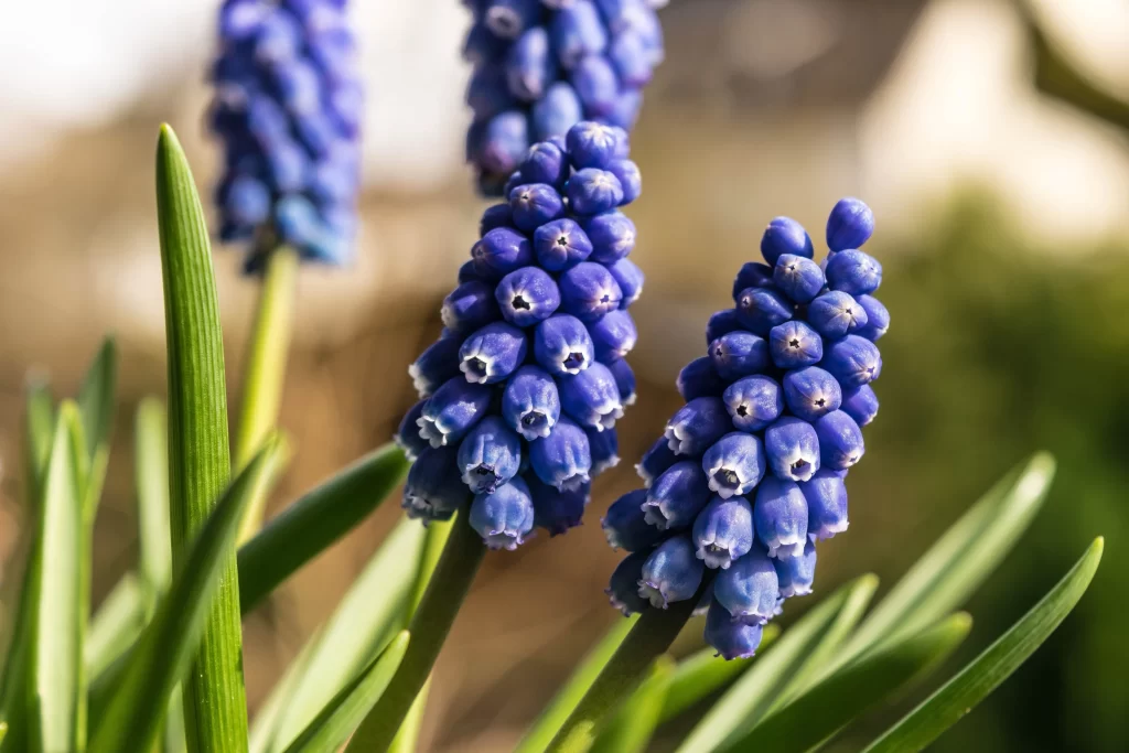 Blue Hyacinth Cluster Petals Green gray Leaves