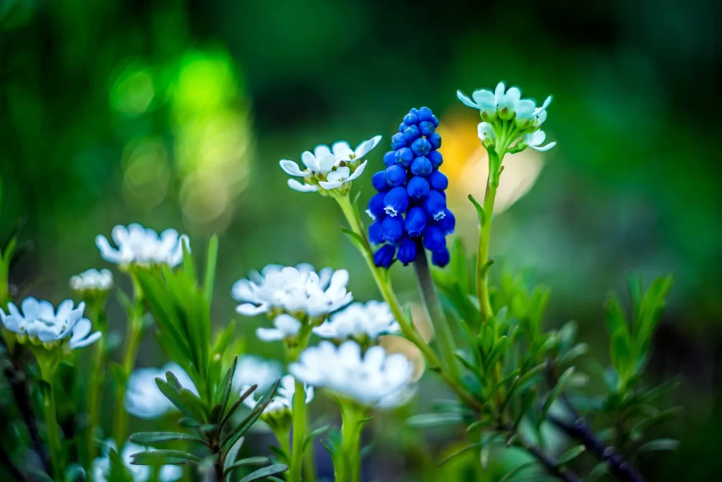 Blue Hyacinth Cluster Petals cool Greenery