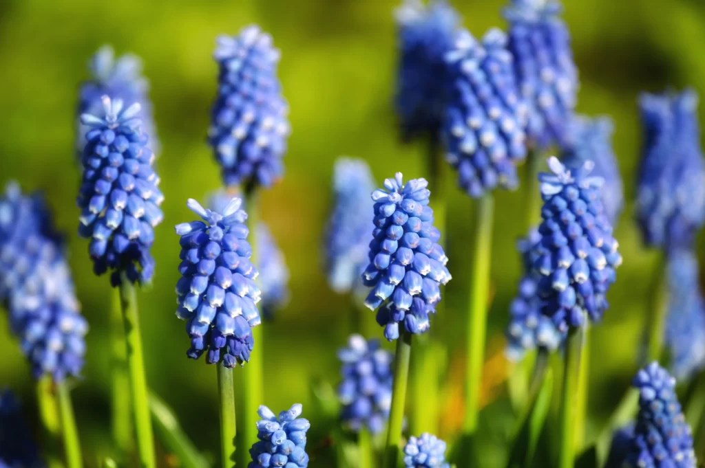 Blue Hyacinth Cluster Petals warm Green