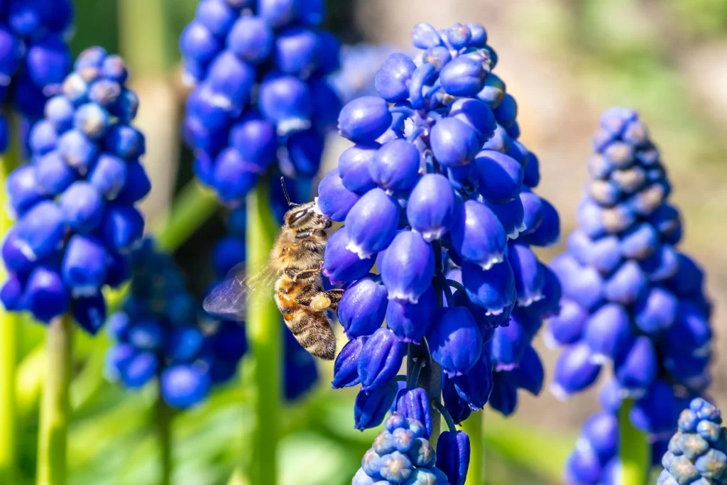 Blue Hyacinth Cluster Petals cool Bee