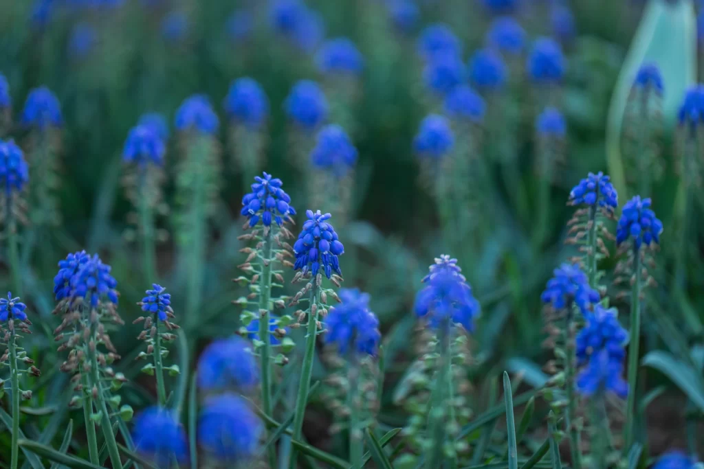 Blue Hyacinth Dense Blooms Petals cool Greenery