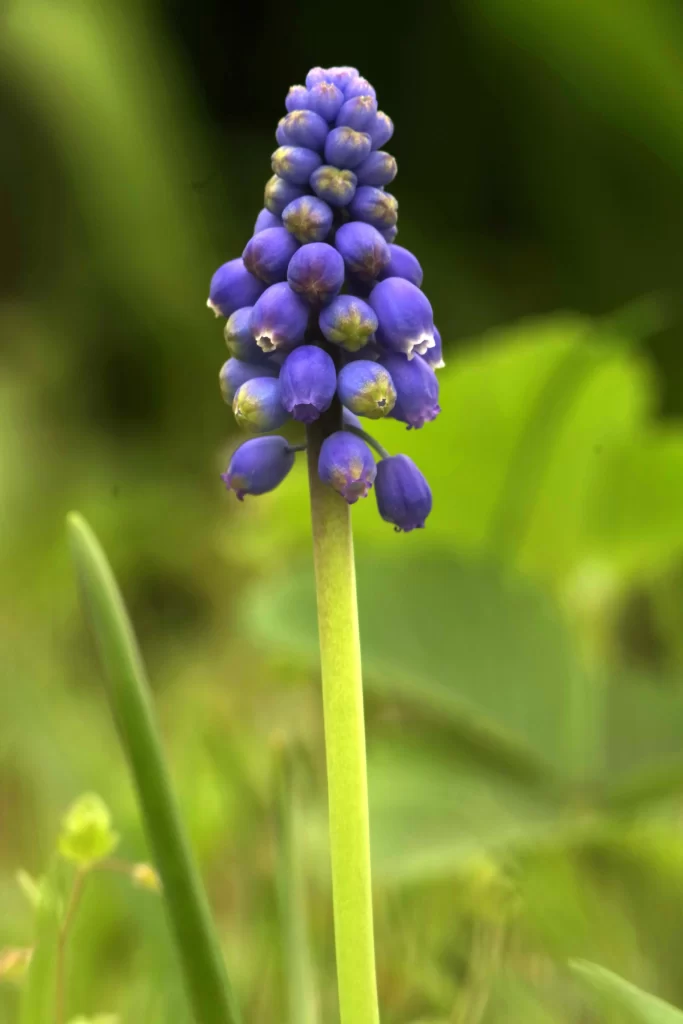 Blue Hyacinth Dense Blooms Green Stalk