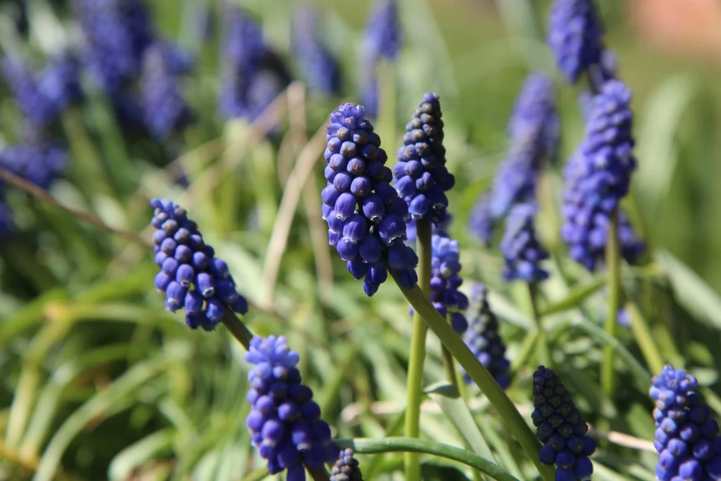 Blue Hyacinth Dense Blooms Vibrant Petals Green Foliage