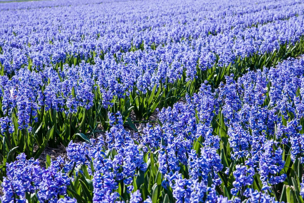 Blue Hyacinth Dense Blooms Green cool Leaves