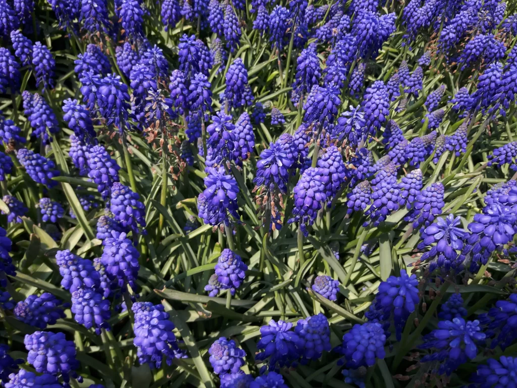 Blue Hyacinth Dense Blooms Petals Green gray Leaves
