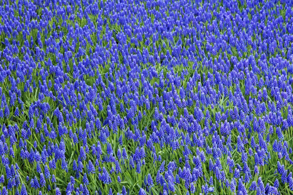 Blue Hyacinth Dense Blooms Green cool Leaves