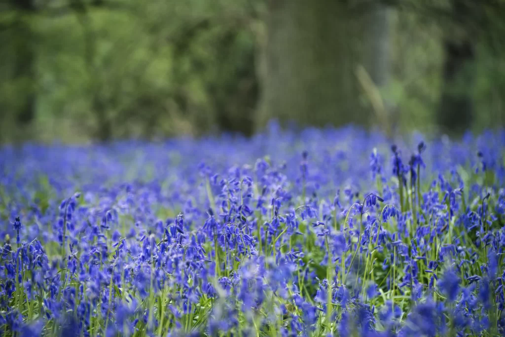 Blue Hyacinth Dense Blooms Nature