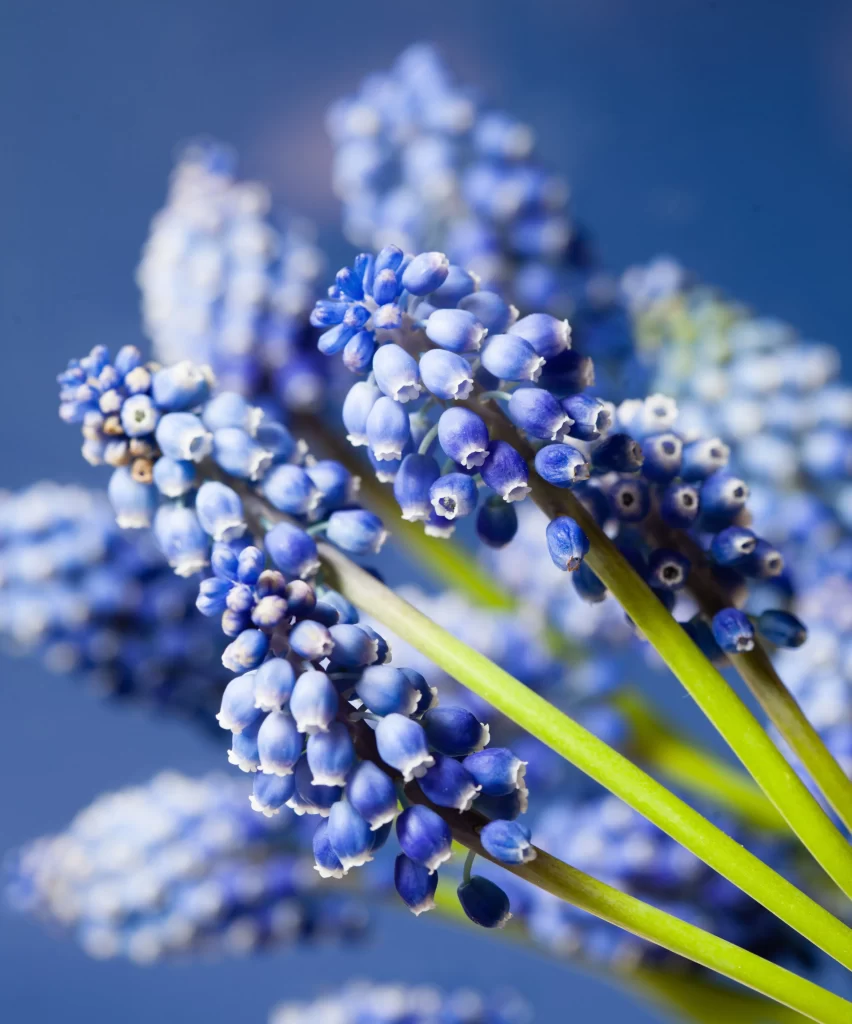 Blue Hyacinth Dense Blooms Petal Tips Green Stems