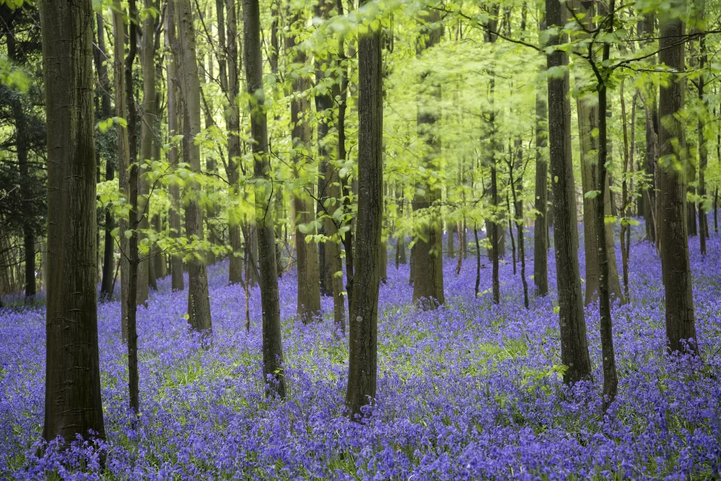 Blue Hyacinth Dense Blooms Forest gray Ground