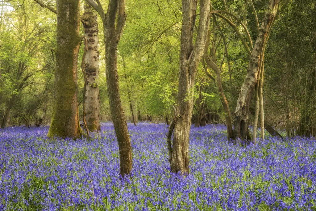Blue Hyacinth Dense Blooms Forest warm Ground