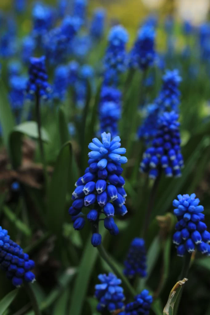 Blue Hyacinth Dense Blooms Petals gray Greenery
