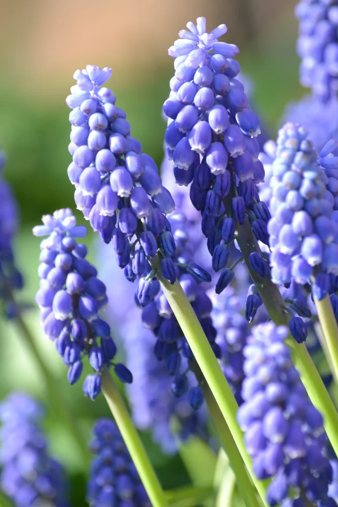 Blue Hyacinth Dense Blooms Petals Green gray Stems