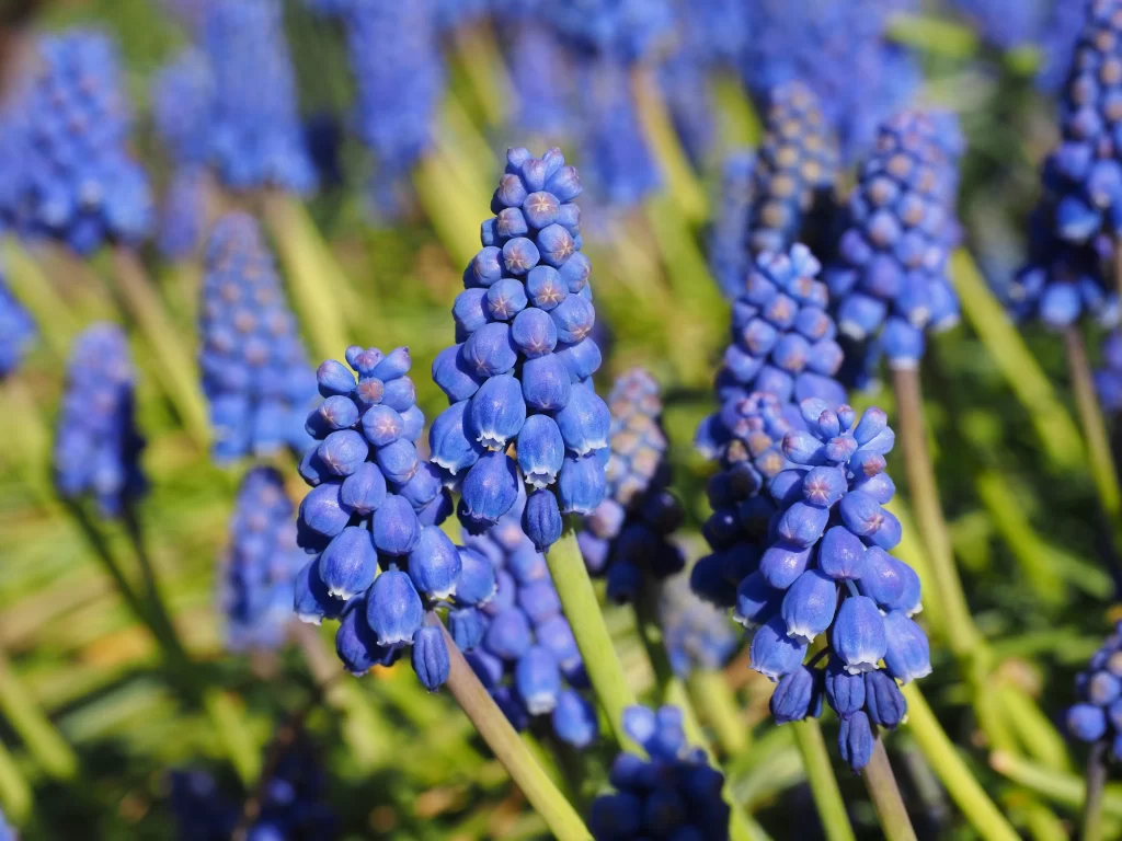Blue Hyacinth Dense Blooms Petals Green gray Stems