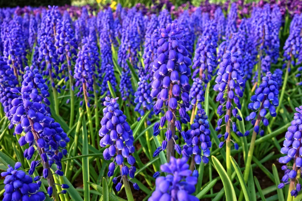 Blue Hyacinth Dense Blooms Petals Green cool Leaves
