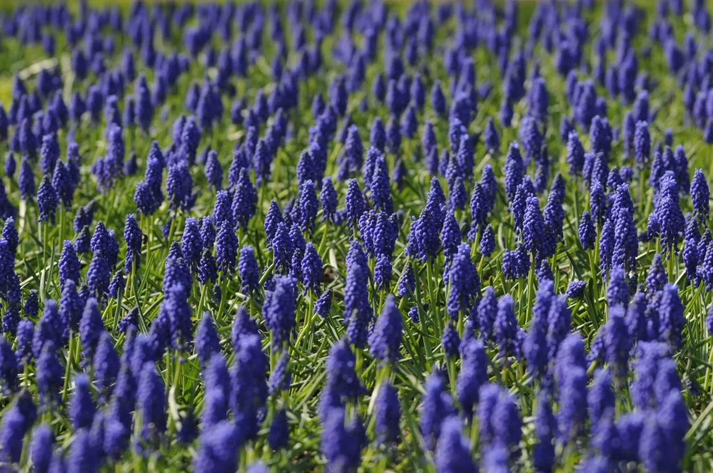 Blue Hyacinth Dense Blooms Greenery