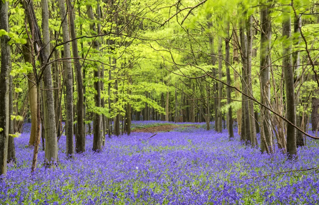 Blue Hyacinth Dense Blooms Forest Ground Cover