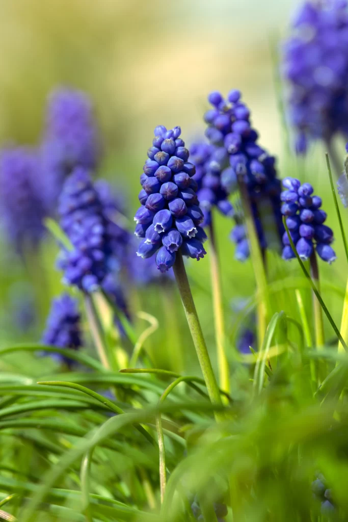 Blue Hyacinth Dense Cluster Petals warm Greenery