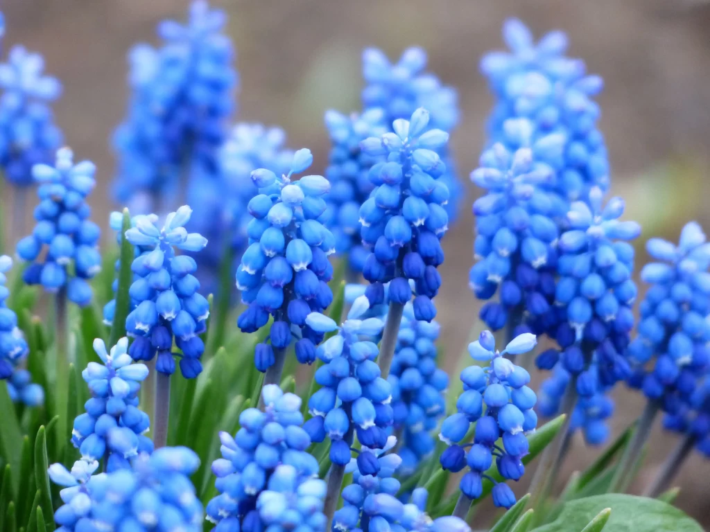 Blue Hyacinth Dense Cluster Petals Blooming