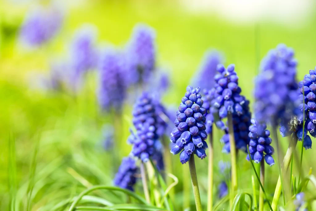 Blue Hyacinth Dense Cluster Petals Green Grass
