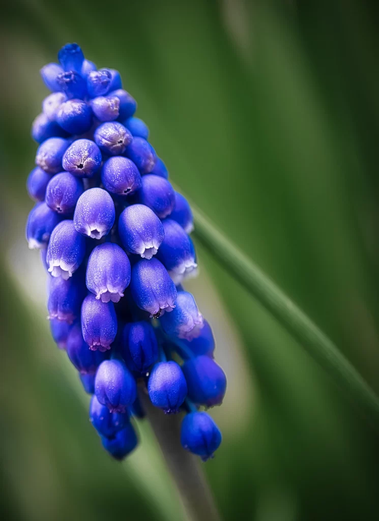 Blue Hyacinth Dense Cluster Petals Dewdrops