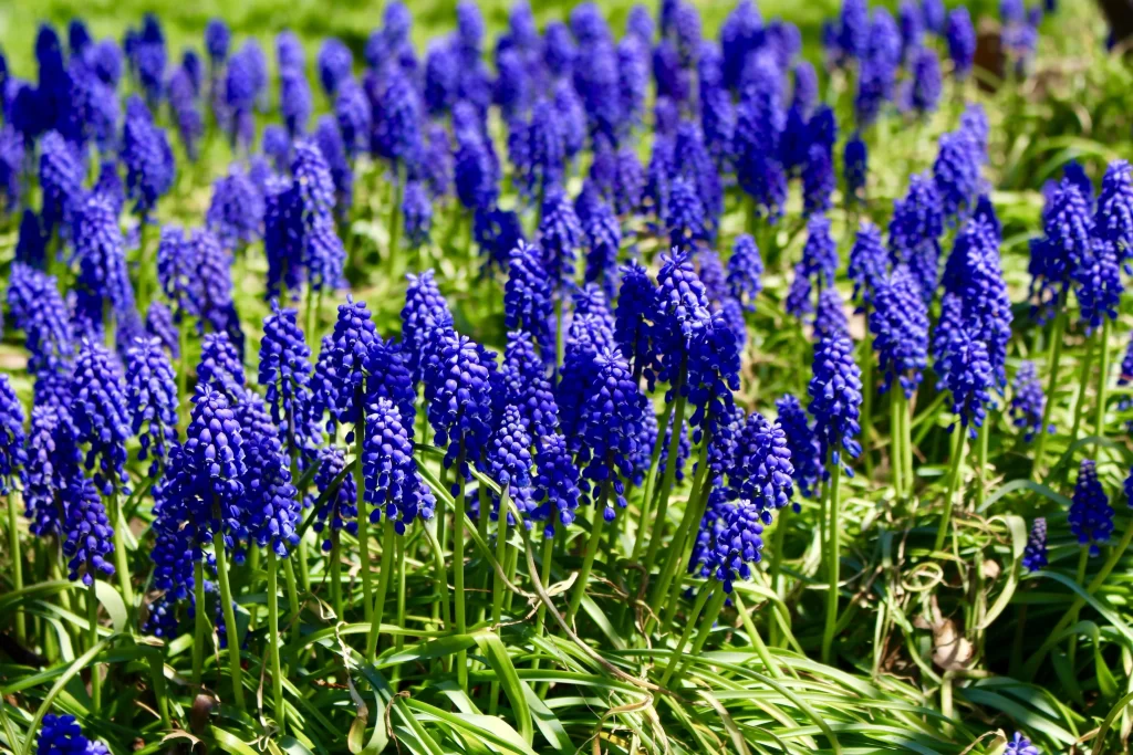 Blue Hyacinth Dense Cluster Petals Green gray Leaves